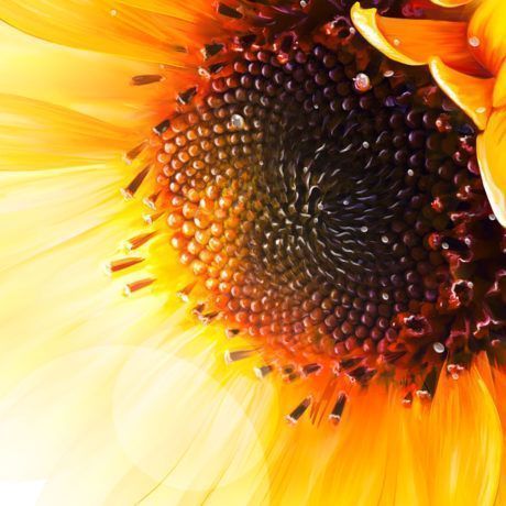 Sunbloom Proteins Illustration Sonneblume im Detail